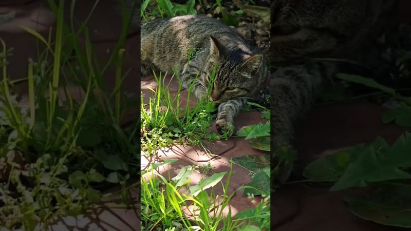 Каждое утро 🙀🤔😉🤣 #cat #кот #юмор #котушка #приколы #смех