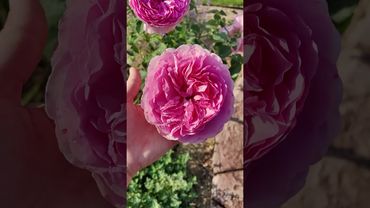 Шикарная роза Принцесса Александра оф Кент (Princess Alexandra of Kent) в нашем саду