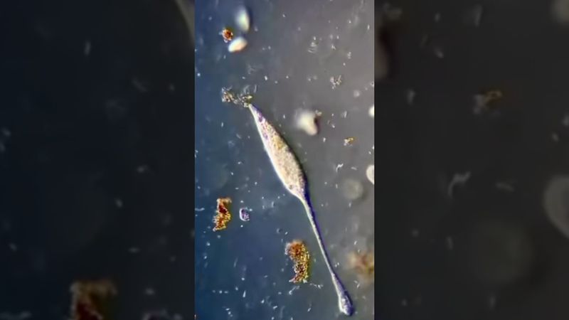 Загадочный Трахеломонас: Хищник Микромира