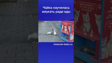 Чайка научилась мяукать ради еды
