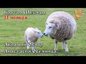 11-е ноября  Братья месяцы  Анастасия Овечница, Аврамий Овчар.