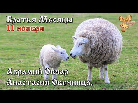 11-е ноября  Братья месяцы  Анастасия Овечница, Аврамий Овчар.