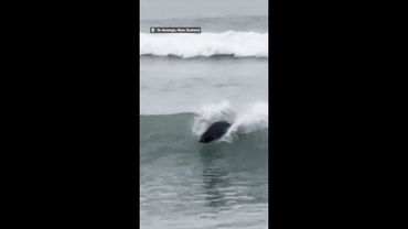 Surfing seal rides waves like a pro