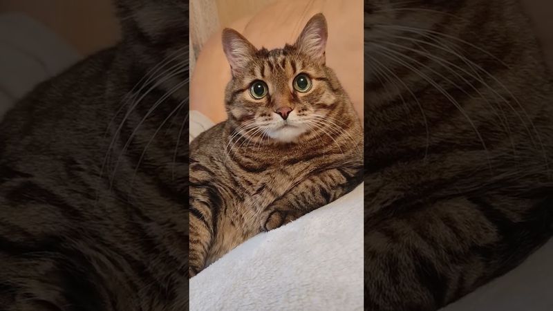 Не ссорьтесь 🎣🙀🫢😉🤣 #cat #кот #юмор #котушка #приколы #цитаты #топ