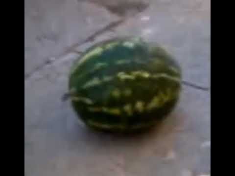 Арбуз Арбуз Привет...