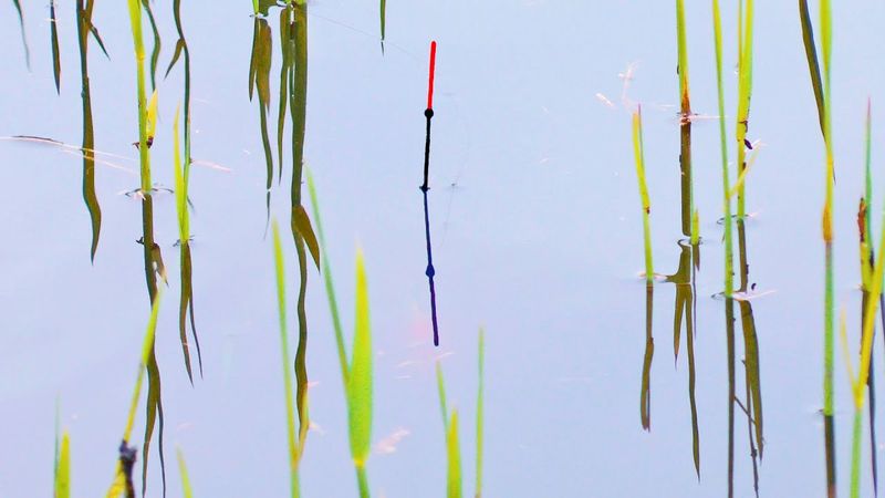 КАРАСИ выстроились в очередь за червяком. Ловля карася весной на маховую удочку. Грунт для карася