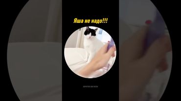 Яша не надо! #shorts #shortvideo #youtubeshorts #youtube #viral #viralvideo #funny #cat #cats #юмор