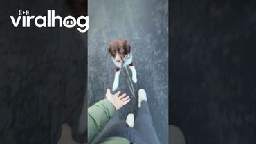 Law of the Leash || ViralHog