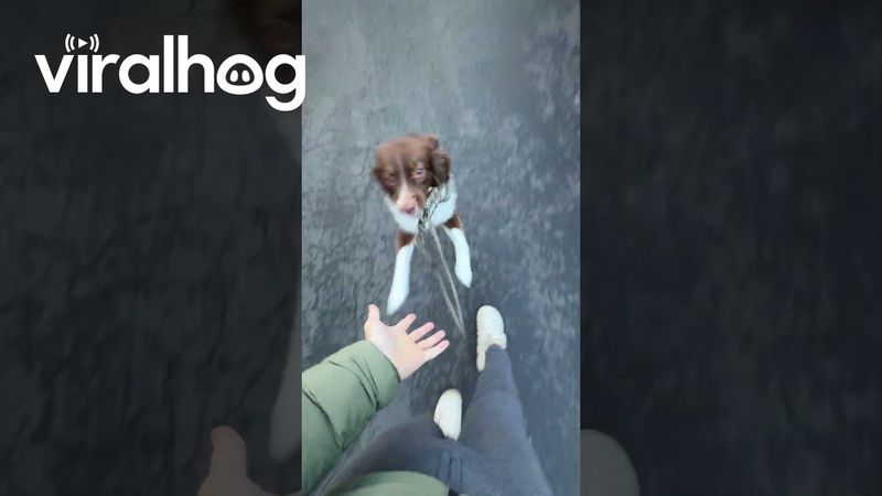 Law of the Leash || ViralHog