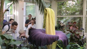 В Варшаве распустился зловонный аморфофаллус огромный