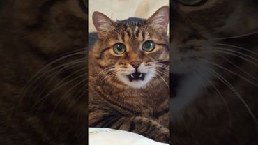 Если вас обманывают 🙀😳🤔🤣 #cat #кот #юмор #котушка #приколы #цитаты