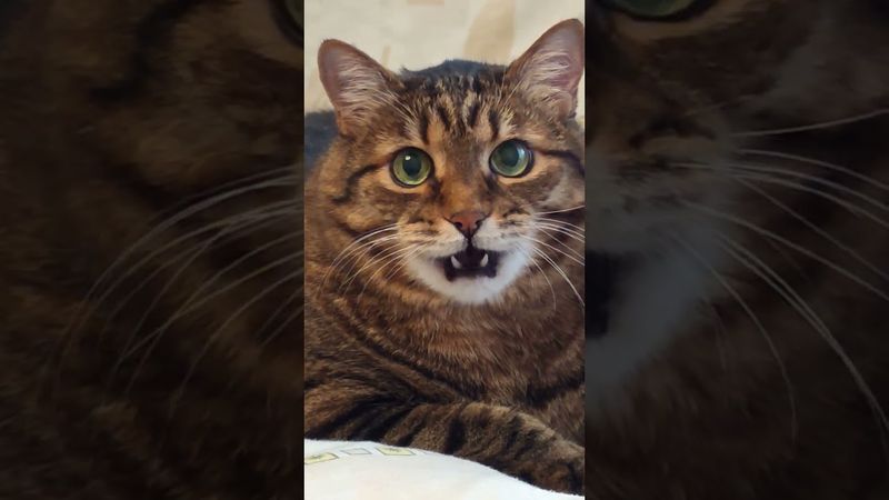 Если вас обманывают 🙀😳🤔🤣 #cat #кот #юмор #котушка #приколы #цитаты