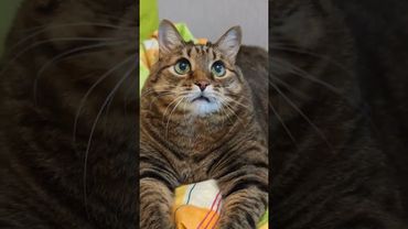 Длинное замыкание ⚡💥🙀🤣 #cat #кот #юмор #котушка #приколы #цитаты #смех