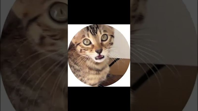 Уже токнуло. Автор видео: @deamonmur  #комментарии #юмор #мем