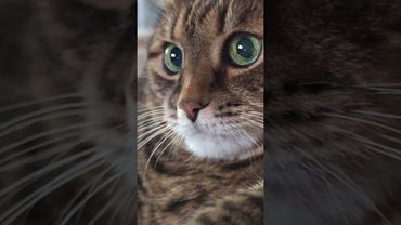 Всё крупнее 🐭🐦😺🤣 #cat #кот #юмор #котушка #приколы #цитаты #смех