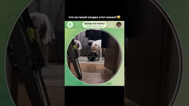 Тгк: memyiznory #мемы #прикол #кружок #мем #приколы #юмор #смешно