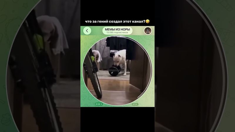 Тгк: memyiznory #мемы #прикол #кружок #мем #приколы #юмор #смешно