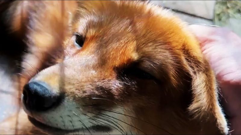 Алиса - лиса. Шикарный день, шикарный лис, шикарное солнышко #лисяо #животные #милота #лиса #animals