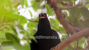 Black Koel with ruby red eye hyper-ventilates with beak open in the hot Indian summer sun