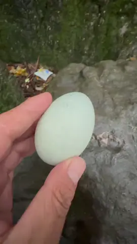 TikTok video #7564665792176983326