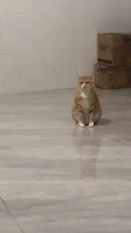 So cute #cutecat #pet #kucing #kitty #funny 