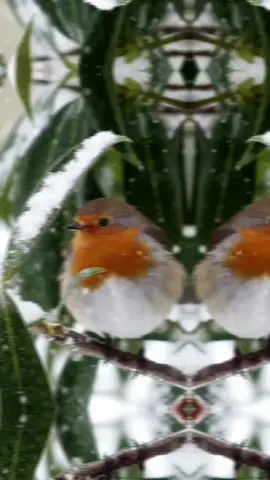 TikTok video #7037623056205925634