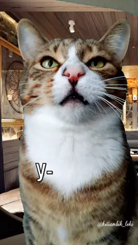 Кошачий ресторан😅 #пэт_комедия