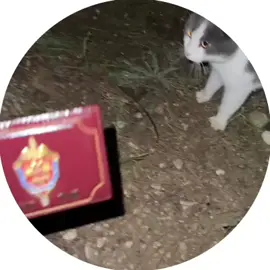 🤣🤣🤣🤣🤣🤣 с корочкой  @. 