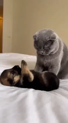 TikTok video #7595244696599842078