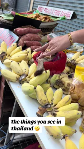 Flying squirrel just chilling without any worries lol #thailand🇹🇭 #fy...