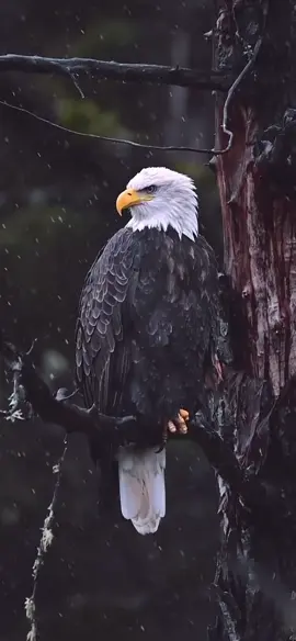 TikTok video #7543259408298577160