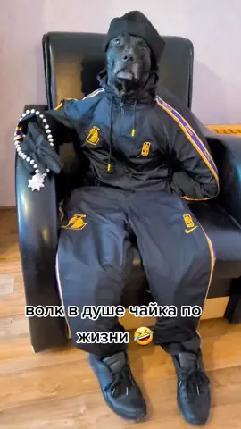 подписывайтесь на instagram-pitbull_graff #питбульграф