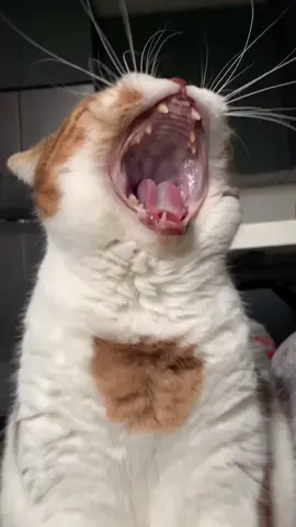 #cat #ТикТокПэт