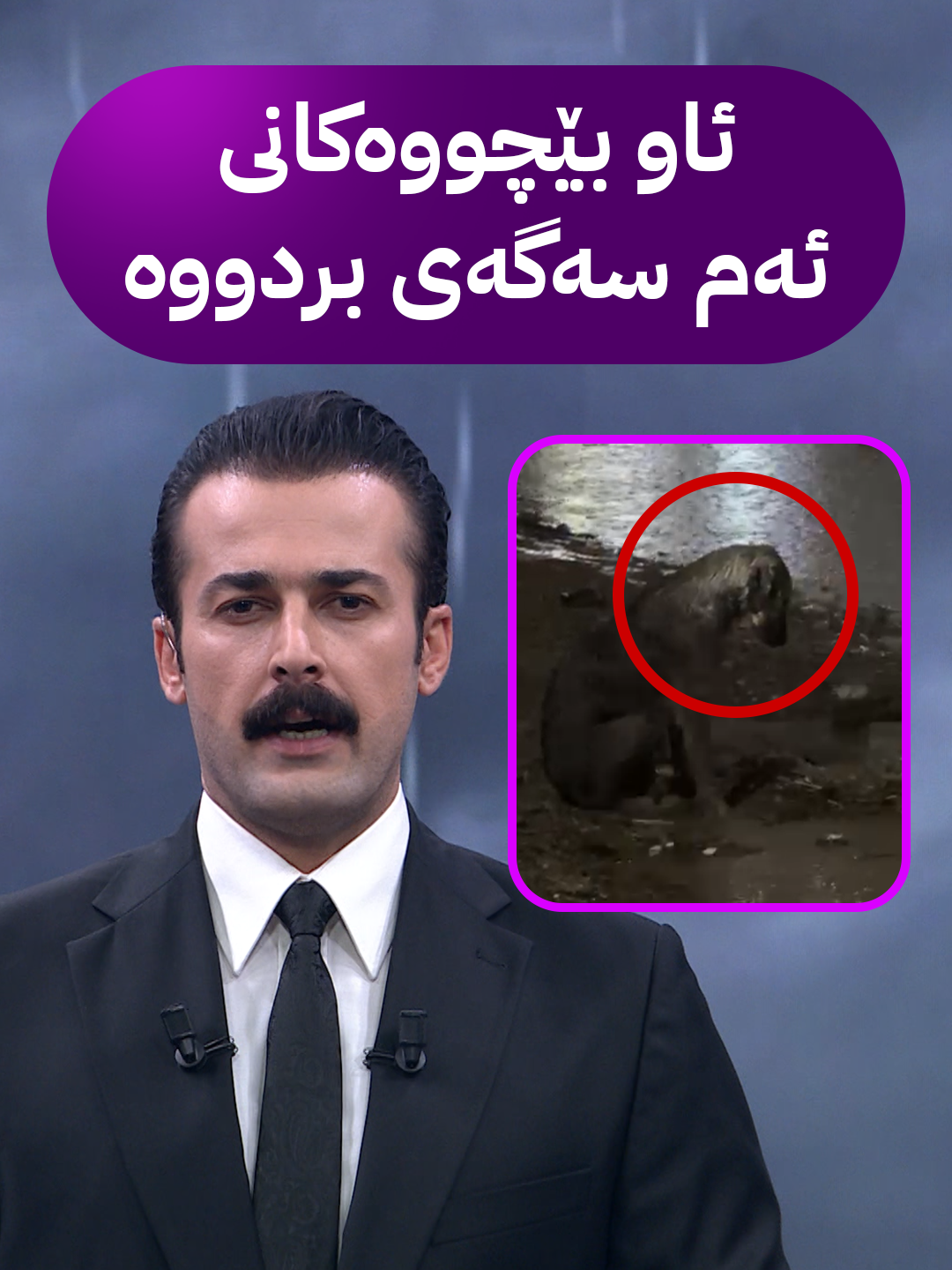 ئاو بێچووەکانی ئەم سەگەی بردووە و دڵتەنگە