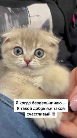 #радостьжизни #кошкиприколы #отдыхаем #смешноймомент