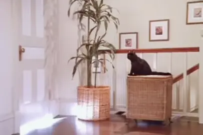 😂😂😂😂 лично я в отношении денег это Кот Салем #деньги#кот#лучшее#смешн...