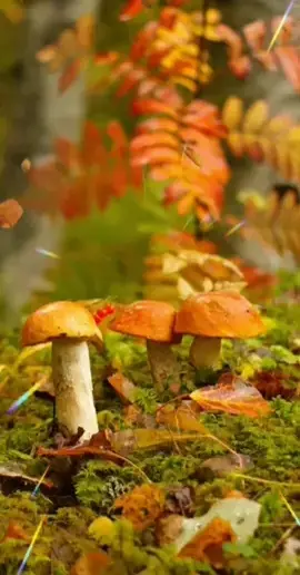 TikTok video #7013193122976959745