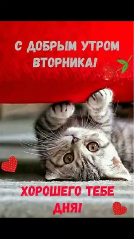 #счастливоговторникадрузья