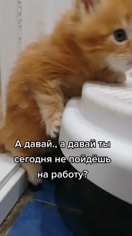 TikTok video #7048666819460205826