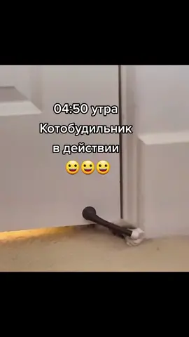 котобудильник 🐈⏰😀