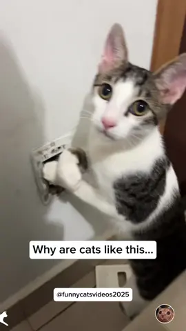 Why are cats like this… #cat #funnycat #funnyvideos #fyp #pourtoi 