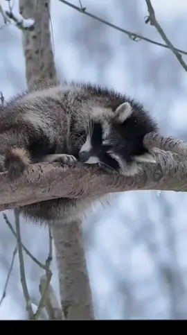 ❄☃️❄#холодно #зима #мороз #енотик #холоднохолоднонониче #енотприколы ...