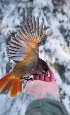 TikTok video #7040935015844236546