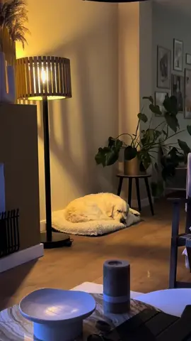 He did it again! Soof’s favorite driver did it again. Let’s go Max!! ...