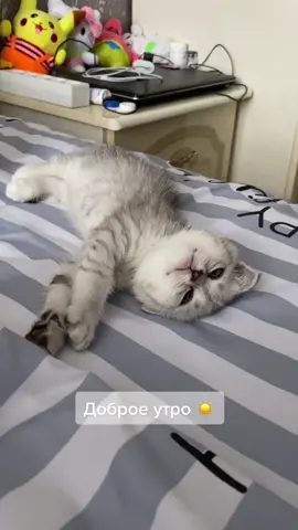 Доброе утро ☀️ #шотландец #рекомендации #вислоухийкот #первыйденьвесны