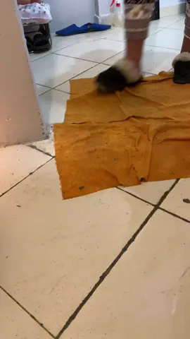 TikTok video #7459407816751631622