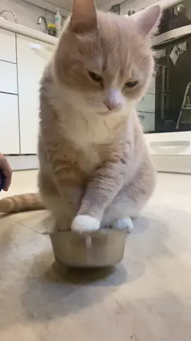 Персик стучит в тазик, всем по домам, спатки🙌🏻 #добрыхснов #персикхул...