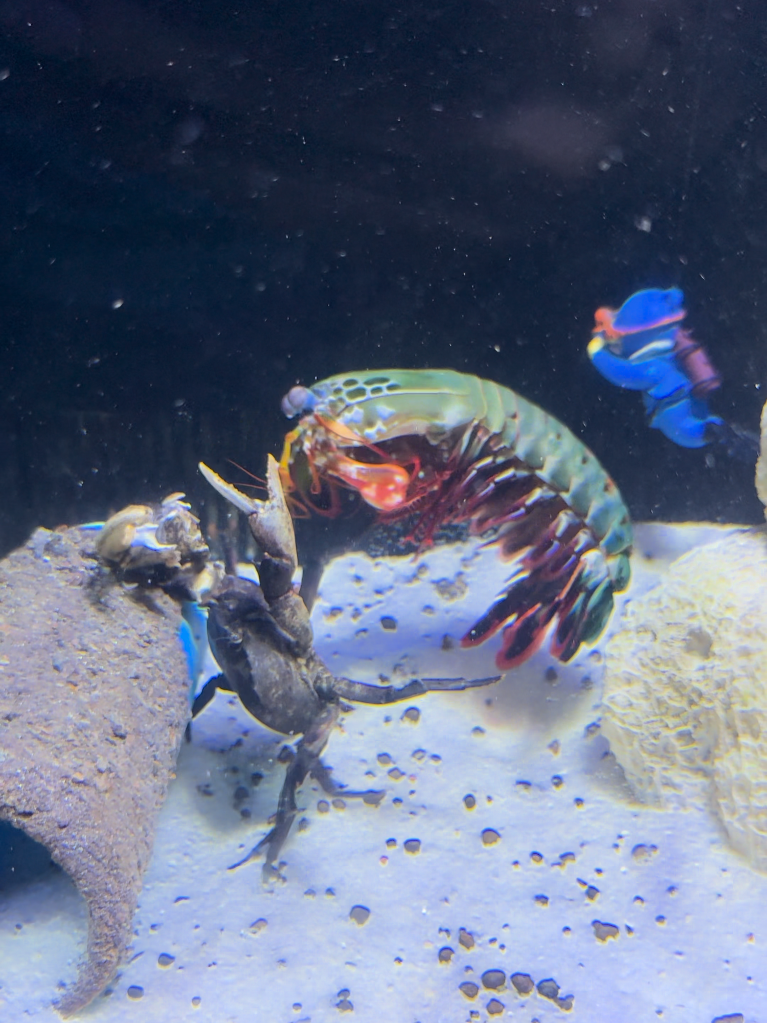 Mantis Shrimp One-Hit KO Crab 😱#MantisShrimp #viralvideo #aquarium #s...