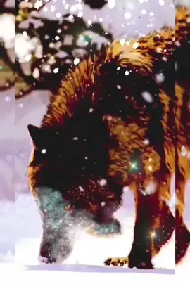 TikTok video #7064510352234532098