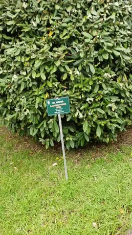 смехуятинка